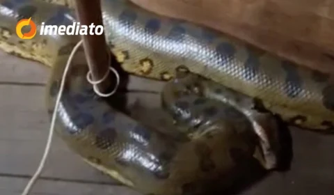 VEJA VÍDEO: sucuri de quase 4 metros invade casa flutuante e assusta moradores no Amazonas