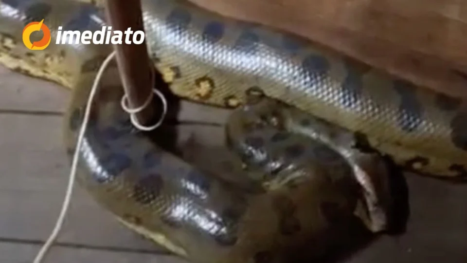 VEJA VÍDEO: sucuri de quase 4 metros invade casa flutuante e assusta moradores no Amazonas