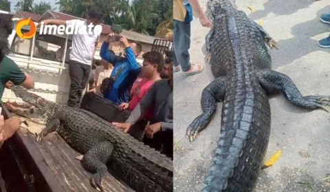 VEJA VÍDEO: jacaré gigante é capturado por moradores e colocado na carroceria de caminhonete no Amazonas