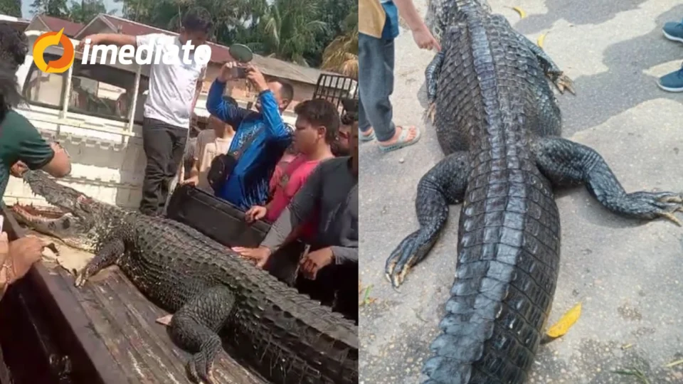 VEJA VÍDEO: jacaré gigante é capturado por moradores e colocado na carroceria de caminhonete no Amazonas