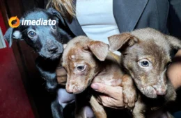 Idoso pede ajuda para doar filhotes de cachorro em Manaus por falta de condições: ‘Só quero que sejam felizes’