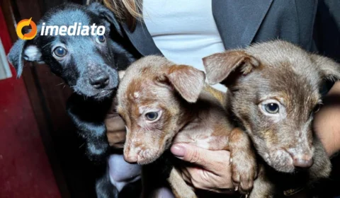 Idoso pede ajuda para doar filhotes de cachorro em Manaus por falta de condições: ‘Só quero que sejam felizes’