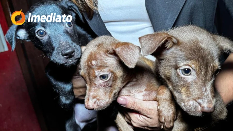 Idoso pede ajuda para doar filhotes de cachorro em Manaus por falta de condições: ‘Só quero que sejam felizes’