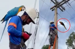 VEJA VÍDEO: Eletricista é surpreendido por arara-canindé durante trabalho e cena encanta