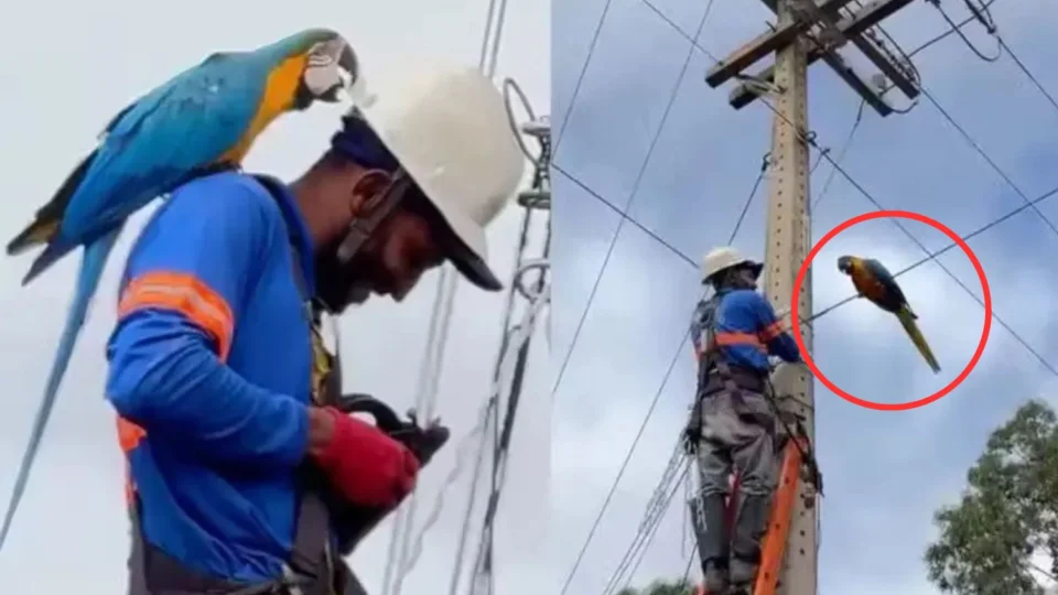 VEJA VÍDEO: Eletricista é surpreendido por arara-canindé durante trabalho e cena encanta