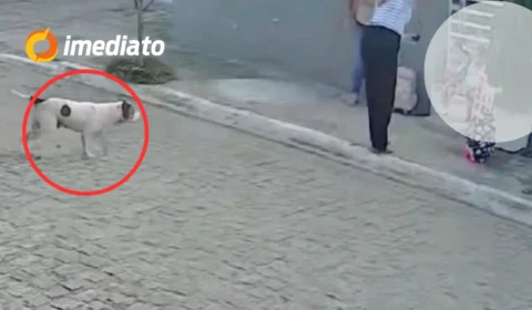 CENA ASSUSTADORA: Mulher é mordida por pitbull ao proteger filha de ataque enquanto aguardava transporte escolar