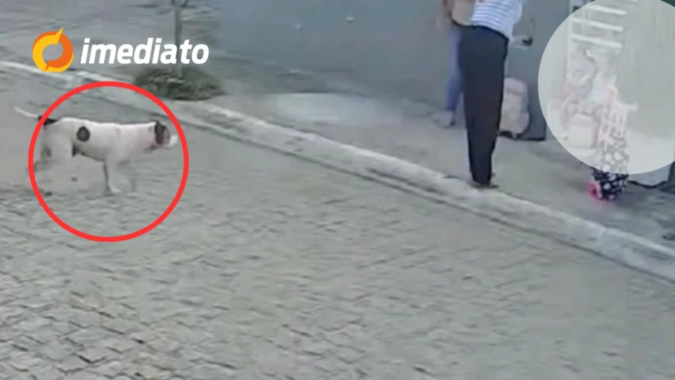 CENA ASSUSTADORA: Mulher é mordida por pitbull ao proteger filha de ataque enquanto aguardava transporte escolar