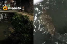 VEJA VÍDEO: Jacaré surge em igarapé e assusta moradores na Zona Sul de Manaus
