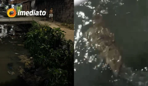 VEJA VÍDEO: Jacaré surge em igarapé e assusta moradores na Zona Sul de Manaus