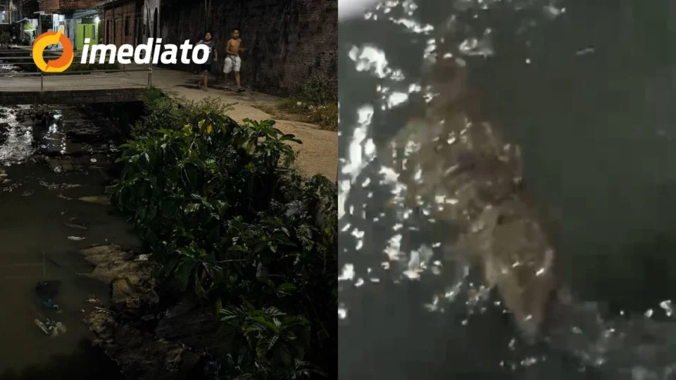 VEJA VÍDEO: Jacaré surge em igarapé e assusta moradores na Zona Sul de Manaus