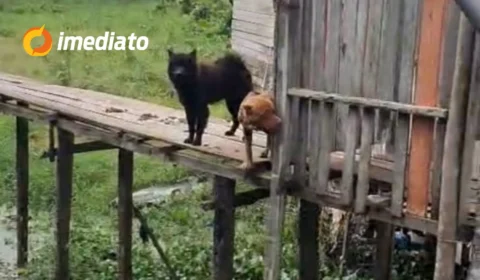 Três cães vítimas de maus-tratos são resgatados em operação policial no interior do Amazonas