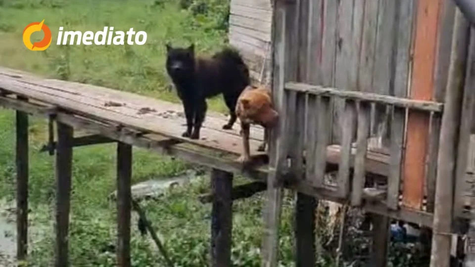 Três cães vítimas de maus-tratos são resgatados em operação policial no interior do Amazonas