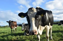 VEJA O QUE ACONTECEU: Idoso morre após ser atacado por vaca enquanto alimentava bezerro na Escócia