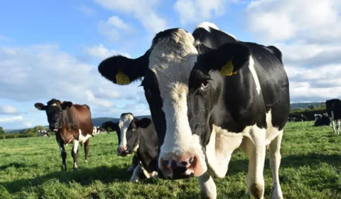 VEJA O QUE ACONTECEU: Idoso morre após ser atacado por vaca enquanto alimentava bezerro na Escócia