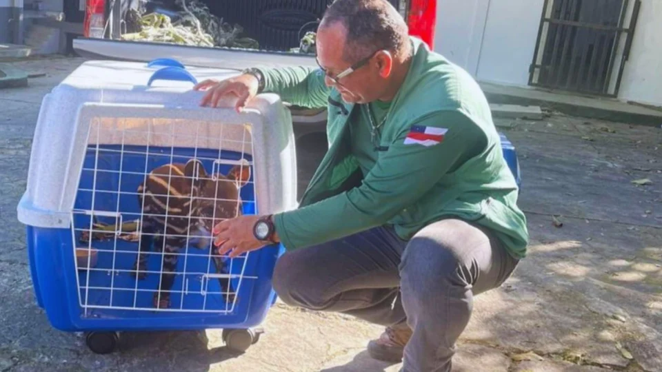 Filhote de anta ameaçada de extinção é resgatado pelo Ipaam no Careiro Castanho