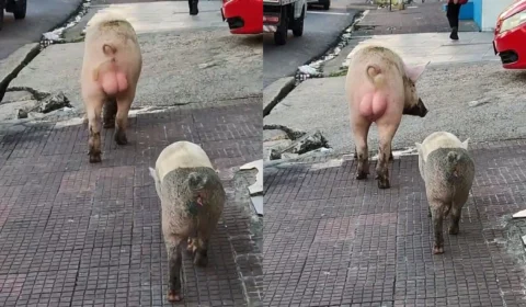 Veja vídeo: Porcos “passeiam” pelas ruas de Manaus e surpreendem moradores no bairro Educandos