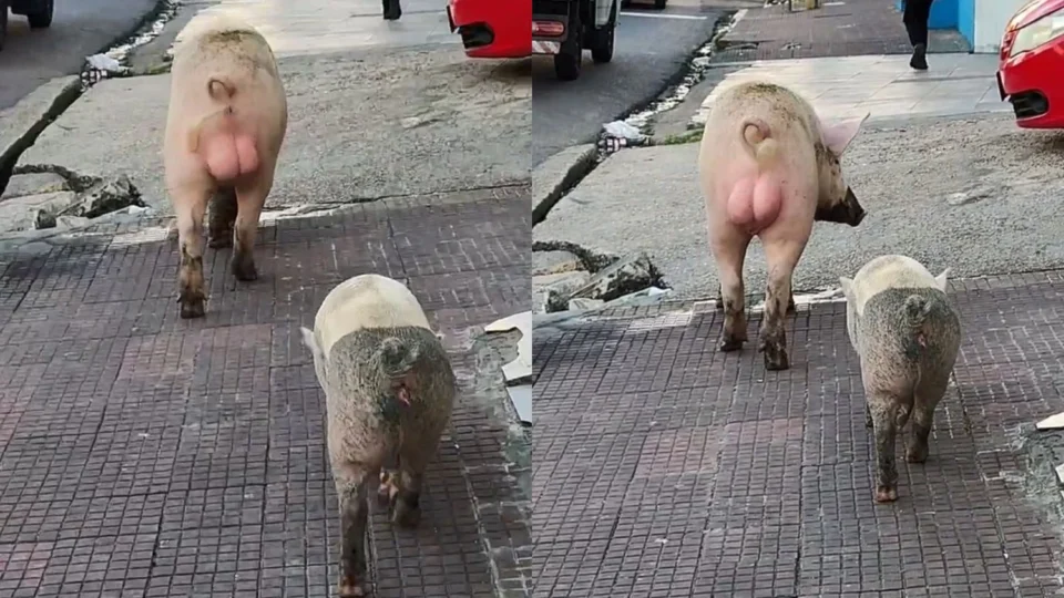 Veja vídeo: Porcos “passeiam” pelas ruas de Manaus e surpreendem moradores no bairro Educandos
