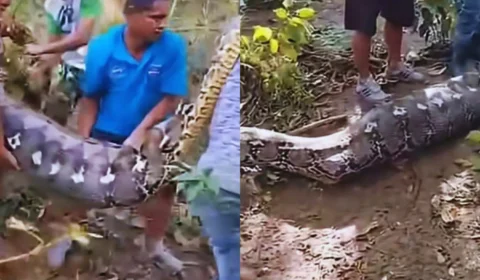 Veja o Vídeo: Cobra gigante de 8 metros é aberta e agricultor desaparecido é encontrado inteiro dentro do animal