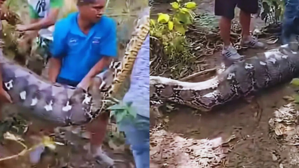 Veja o Vídeo: Cobra gigante de 8 metros é aberta e agricultor desaparecido é encontrado inteiro dentro do animal