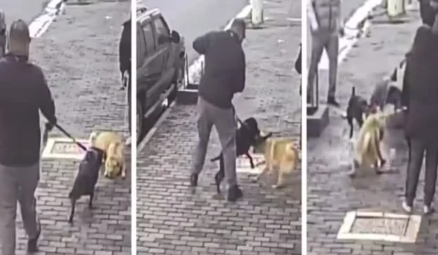 Vídeo: Ataque de pitbull sem focinheira em SP assusta moradores e reacende debate sobre segurança em espaços públicos
