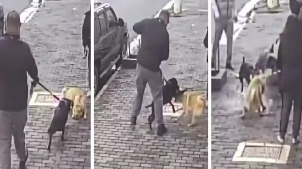 Vídeo: Ataque de pitbull sem focinheira em SP assusta moradores e reacende debate sobre segurança em espaços públicos