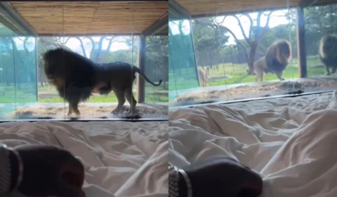 Veja o vídeo: leão surpreende hóspede ao “bater” na janela de suíte de luxo na África do Sul