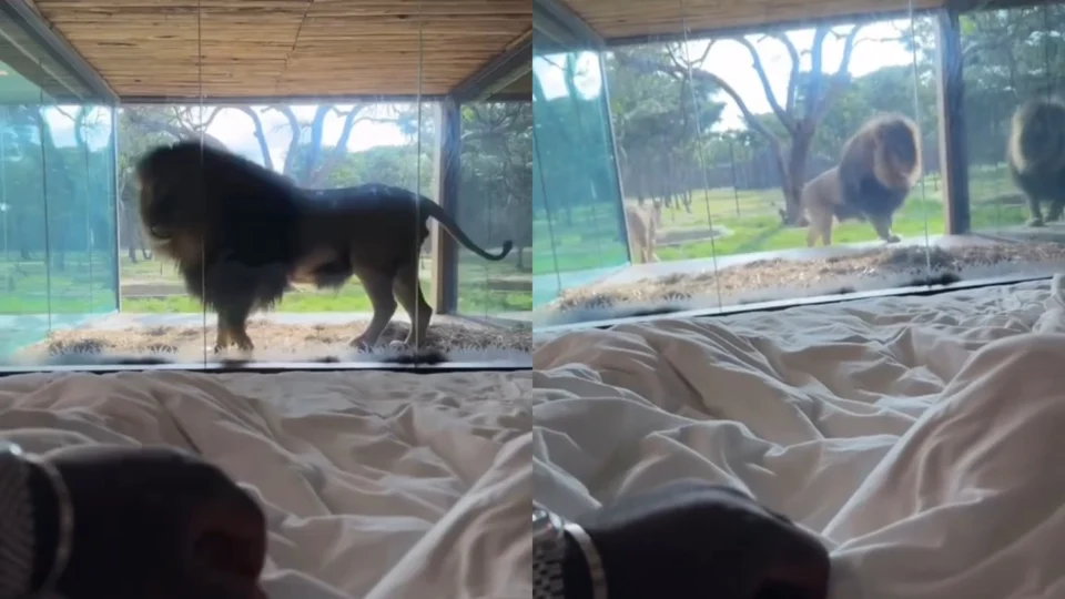 Veja o vídeo: leão surpreende hóspede ao “bater” na janela de suíte de luxo na África do Sul