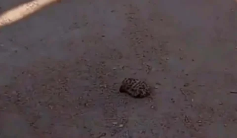 VÍDEO: Morador do PA encontra pata de onça cortada em frente à sua casa