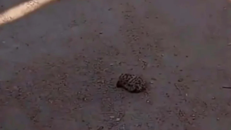 VÍDEO: Morador do PA encontra pata de onça cortada em frente à sua casa