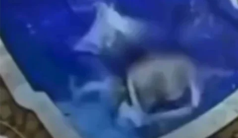 VEJA VÍDEO: Bebê de 7 Meses é salvo pelos pais após cair em piscina em Cuiabá