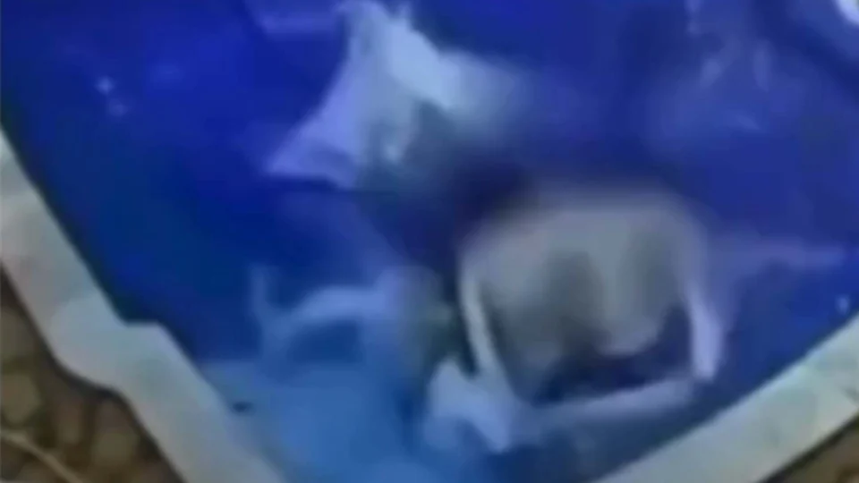 VEJA VÍDEO: Bebê de 7 Meses é salvo pelos pais após cair em piscina em Cuiabá