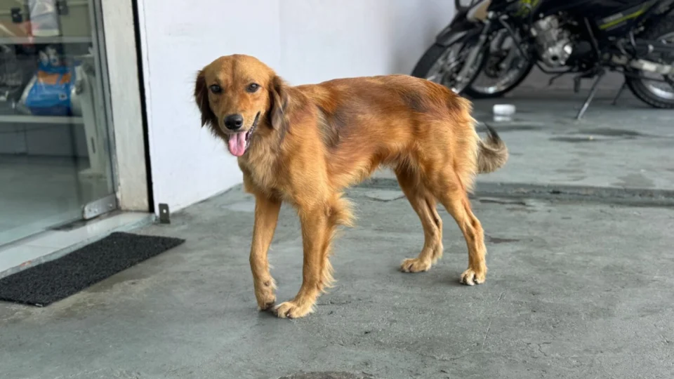 Cachorro atropelado mobiliza comerciantes e protetores de animais na Zona Leste