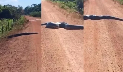 Sucuri de 5 metros é flagrada atravessando estrada interior de Rondônia