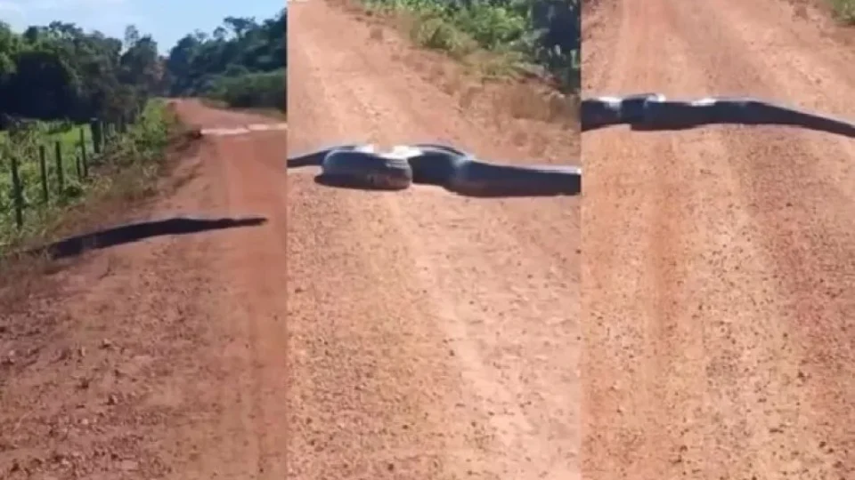 Sucuri de 5 metros é flagrada atravessando estrada interior de Rondônia