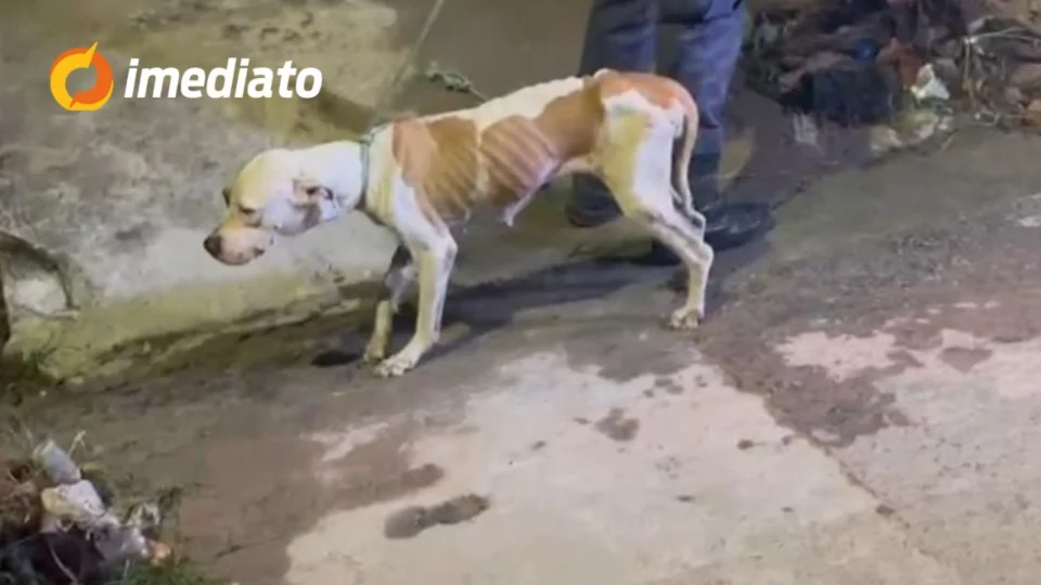 VEJA VÍDEO: Cadela da raça pitbull é resgatada após dois meses de abandono em casa no bairro Cidade de Deus