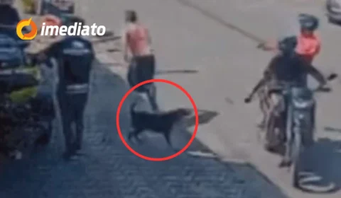 VEJA VÍDEO: Cão de rua impede execução e salva homem durante ataque criminoso