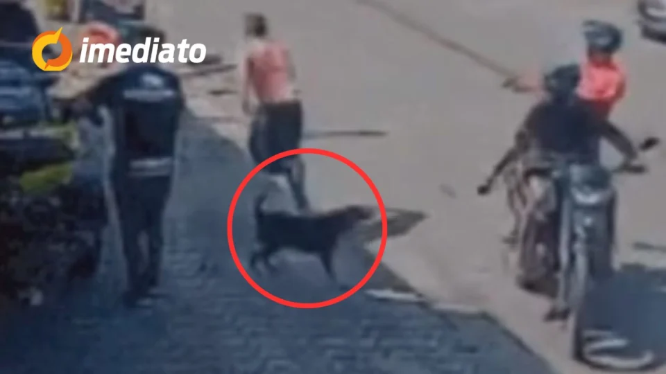 VEJA VÍDEO: Cão de rua impede execução e salva homem durante ataque criminoso