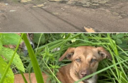 Abandono de animais e buracos nas ruas preocupam moradores do Lírio do Vale em Manaus