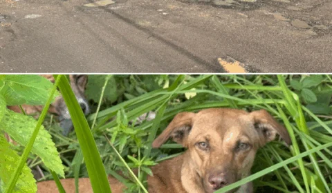 Abandono de animais e buracos nas ruas preocupam moradores do Lírio do Vale em Manaus