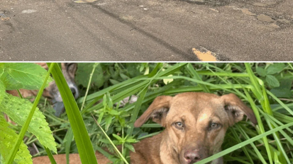 Abandono de animais e buracos nas ruas preocupam moradores do Lírio do Vale em Manaus