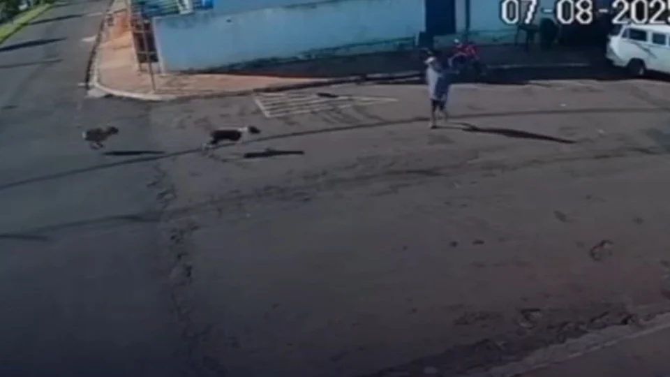 VEJA O ACIDENTE! Idoso de 72 anos é derrubado e gravemente ferido por cachorro solto em rua em São Paulo