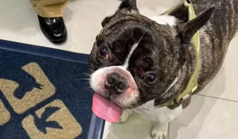 Cachorro é esquecido em secador de pet shop e caso gera revolta nas redes sociais