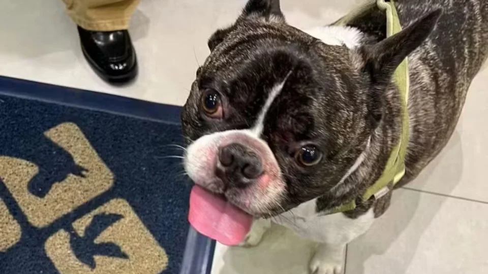 Cachorro é esquecido em secador de pet shop e caso gera revolta nas redes sociais