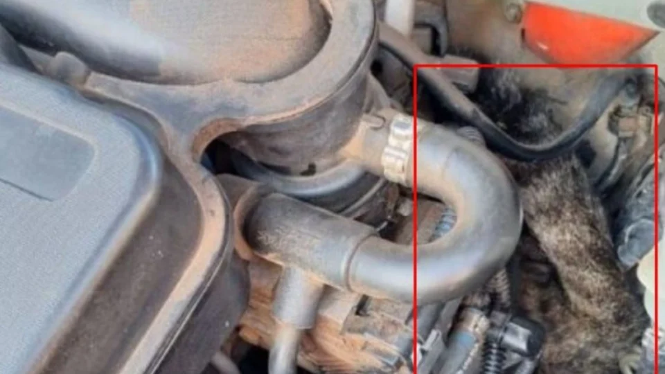 Você não vai acreditar! Motorista liga o carro e descobre gato preso no motor