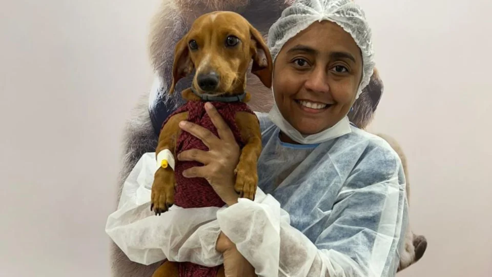 Dia Mundial do Cachorro: cuidados essenciais para garantir a saúde dos pets