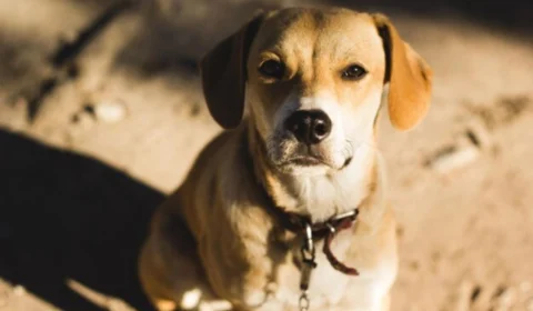 Cachorro é esfaqueado ao salvar dono de ataque brutal no São José Operário