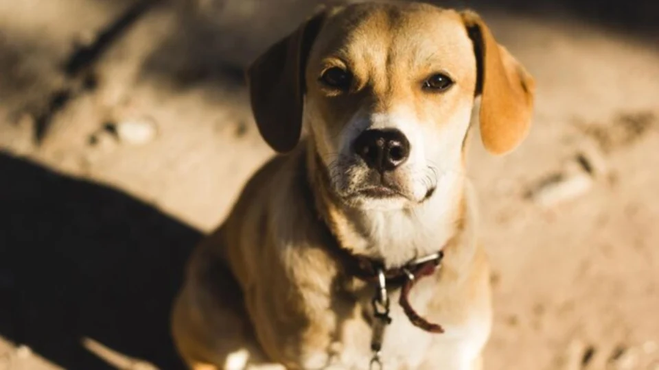 Cachorro é esfaqueado ao salvar dono de ataque brutal no São José Operário