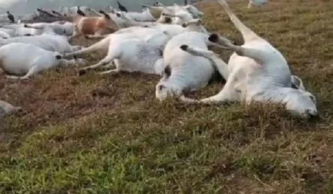 Raio mata 16 cabeças de gado durante chuva em Rondônia