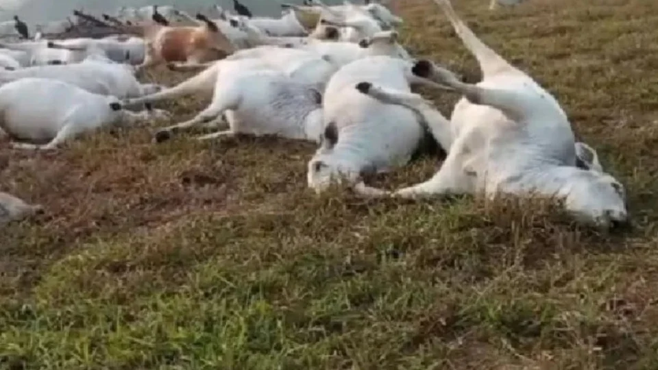 Raio mata 16 cabeças de gado durante chuva em Rondônia