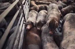 Fazendeiro é acusado de matar duas mulheres e alimentar porcos com os corpos na África do Sul